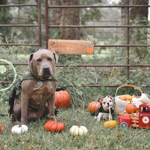 Dog dinosaur costume